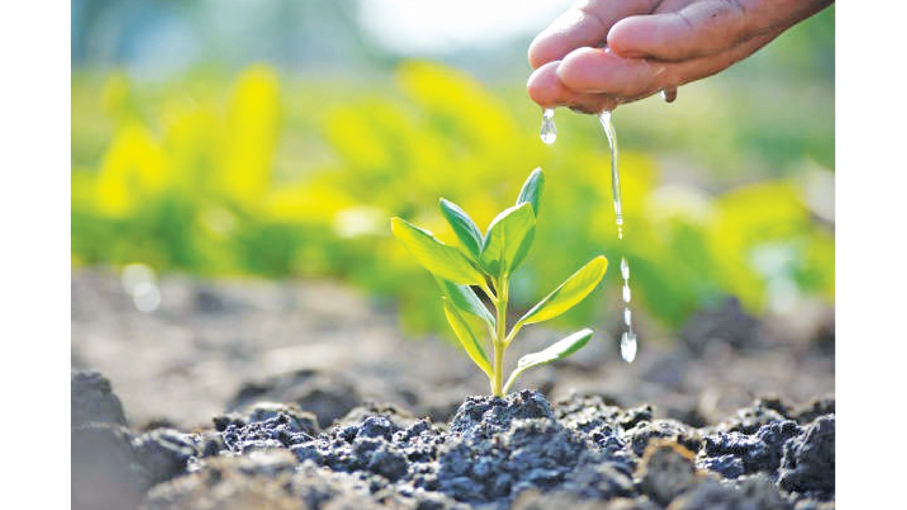 গাছ লাগানো সদকায়ে জারিয়া