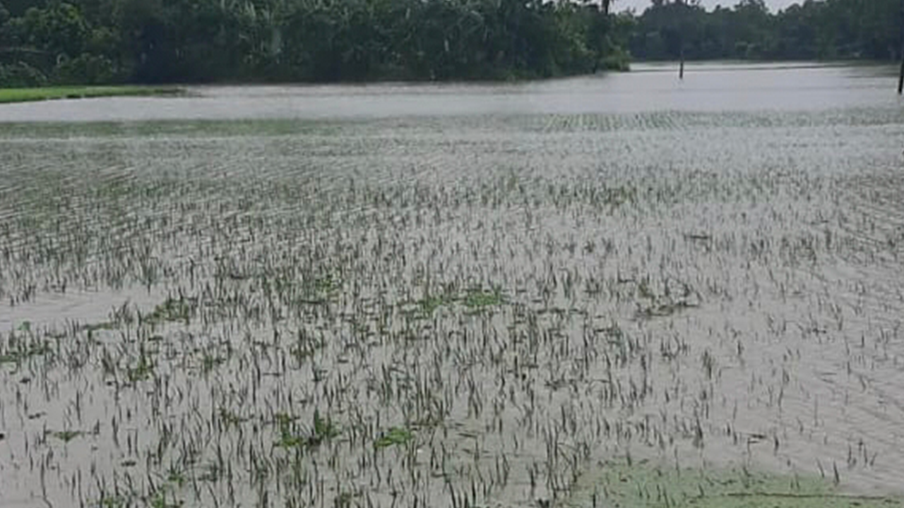 তলিয়ে গেছে ফসলি জমি। ছবি : কালবেলা