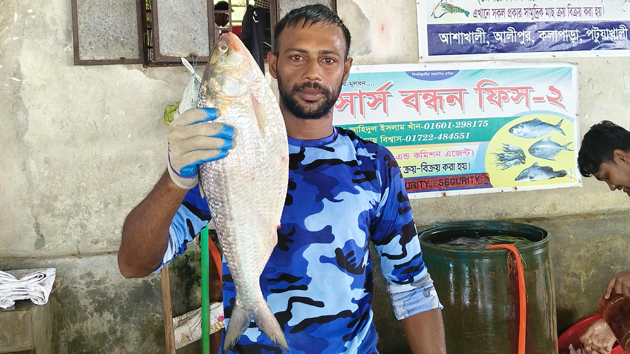 বঙ্গোপসাগরের ইলিশ। ছবি : কালবেলা