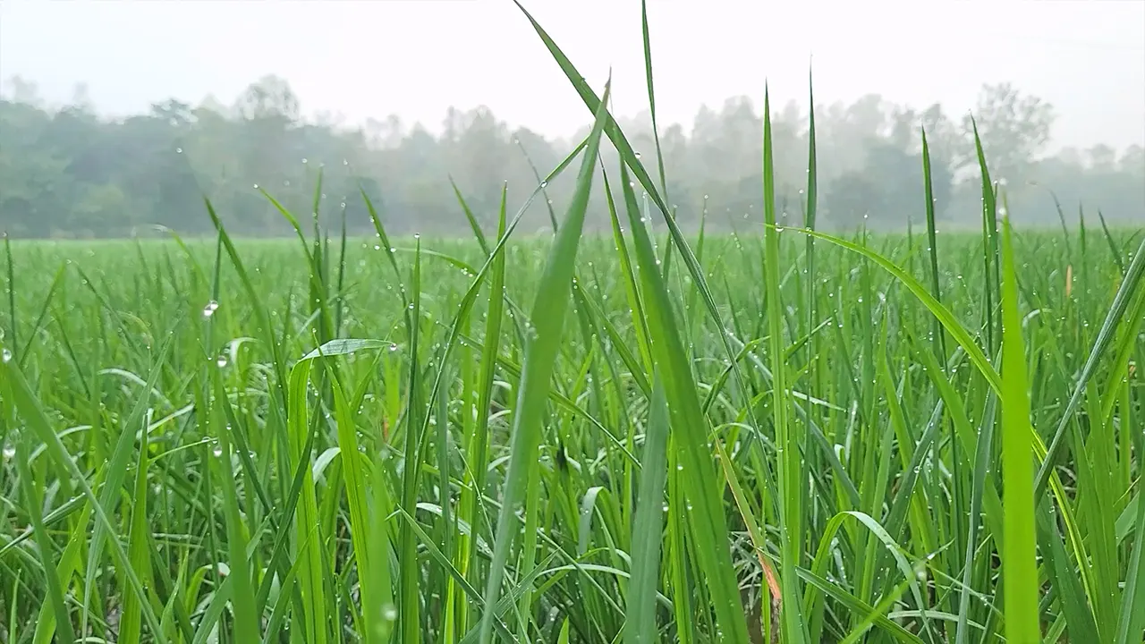 নতুন বীজের প্রস্ফুটিত চারায় শিশির বিন্দু ছড়িয়ে দিচ্ছে মৃদু শীতলতা। ছবি : কালবেলা