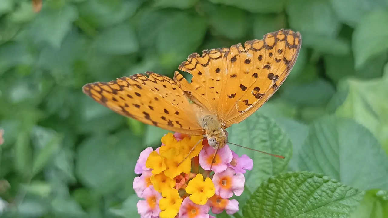 রঙিন ডানার চোখজুড়ানো প্রজাপতি। ছবি : কালবেলা