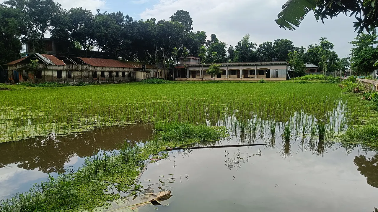 গাইবান্ধার সুন্দরগঞ্জের রামদেব দ্বিমুখী উচ্চ বিদ্যালয় মাঠে ধানের সঙ্গে করা হয়েছে সমন্বিত মাছচাষ। ছবি : কালবেলা