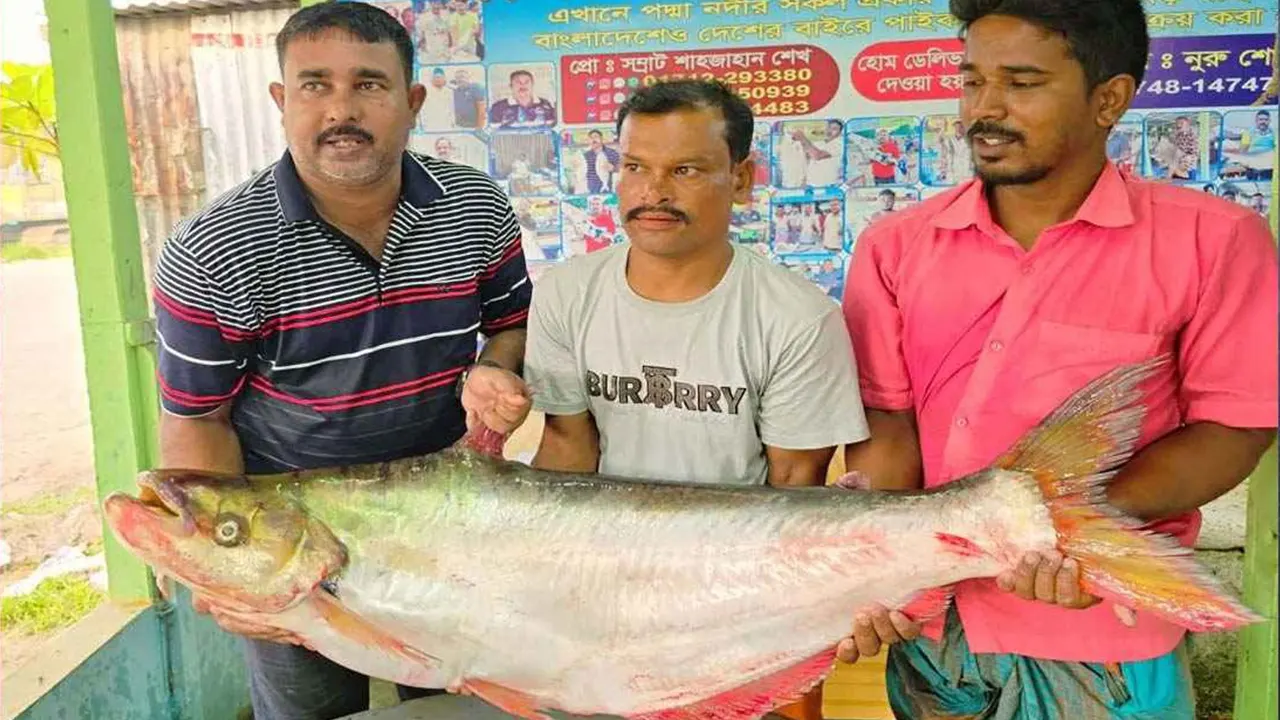 ঢাই মাছ। ছবি : কালবেলা