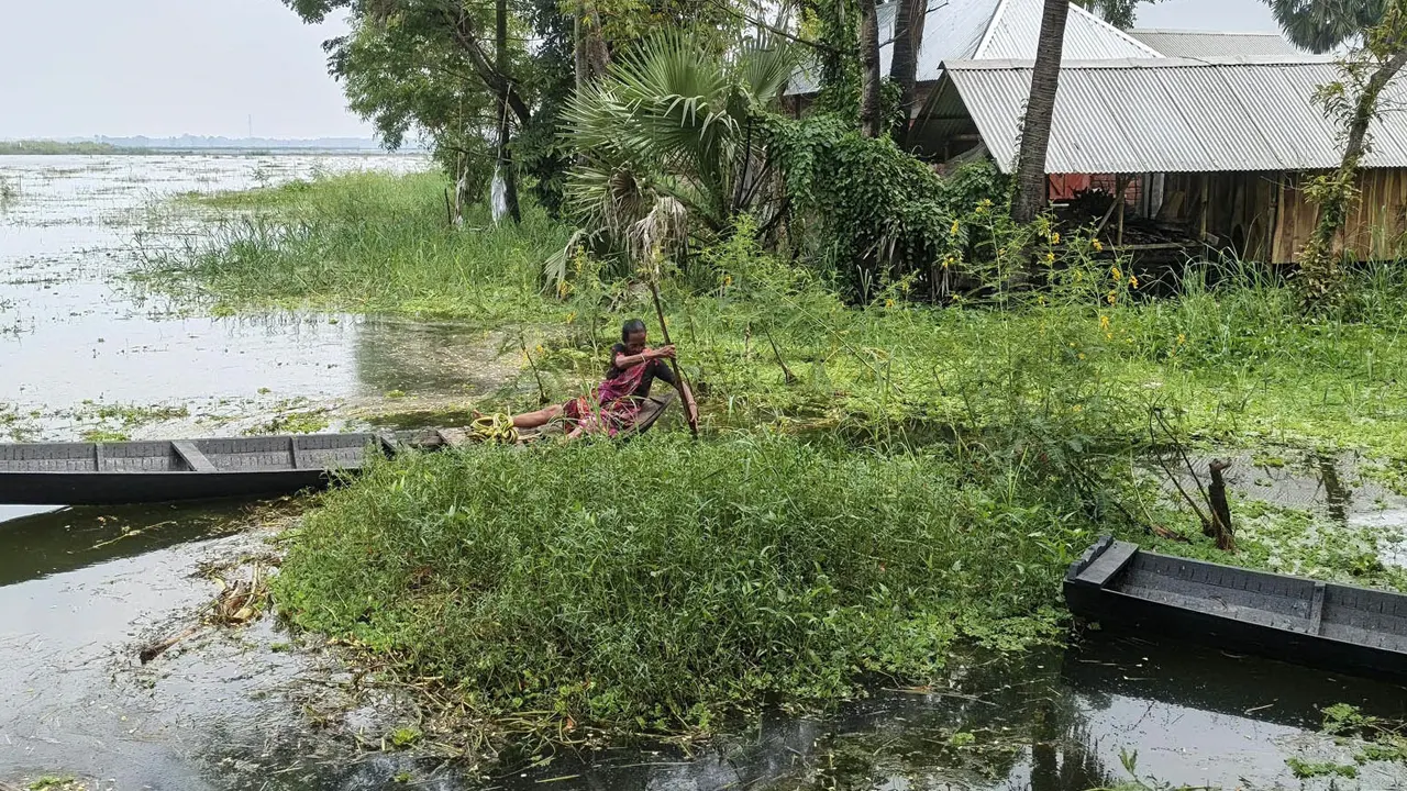খাবারের জন্য শাপলা সংগ্রহ করে বাড়ি ফিরছেন মতুয়া সম্প্রদায়ের এক নারী। ছবি : কালবেলা