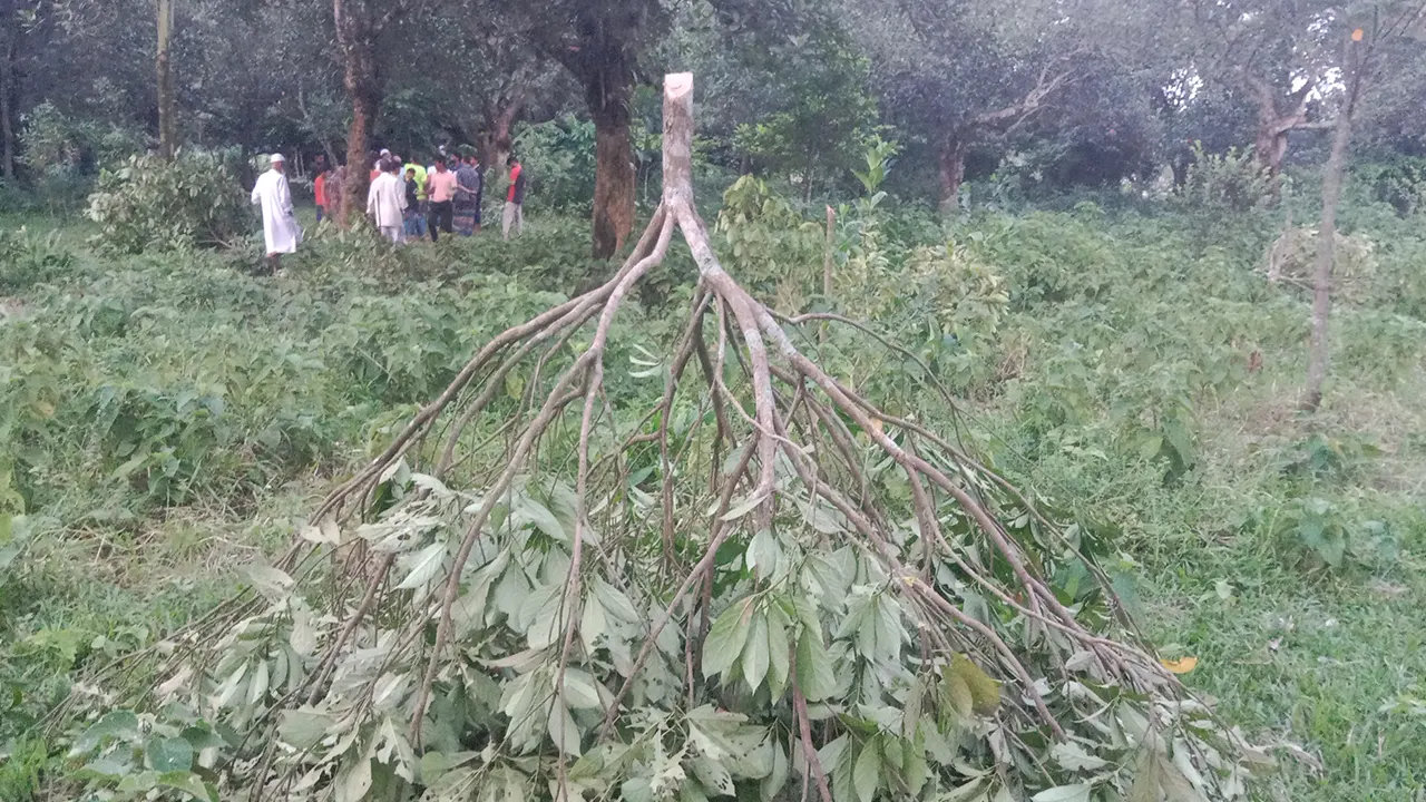 নরসিংদীর শিবপুরে রাতের আঁধারে ৬০টি লটকন গাছ কেটে ফেলেছে দুর্বৃত্তরা। ছবি : কালবেলা