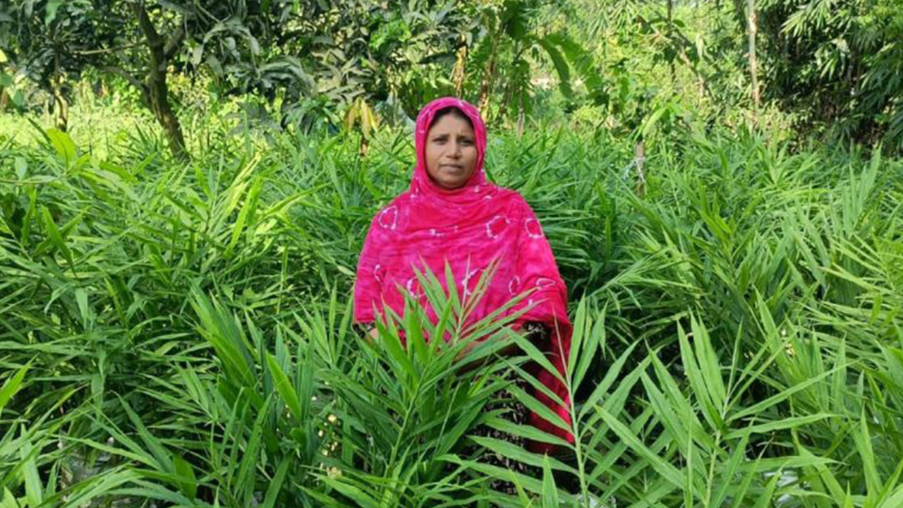 আদা চাষে সফল নারী। ছবি : কালবেলা
