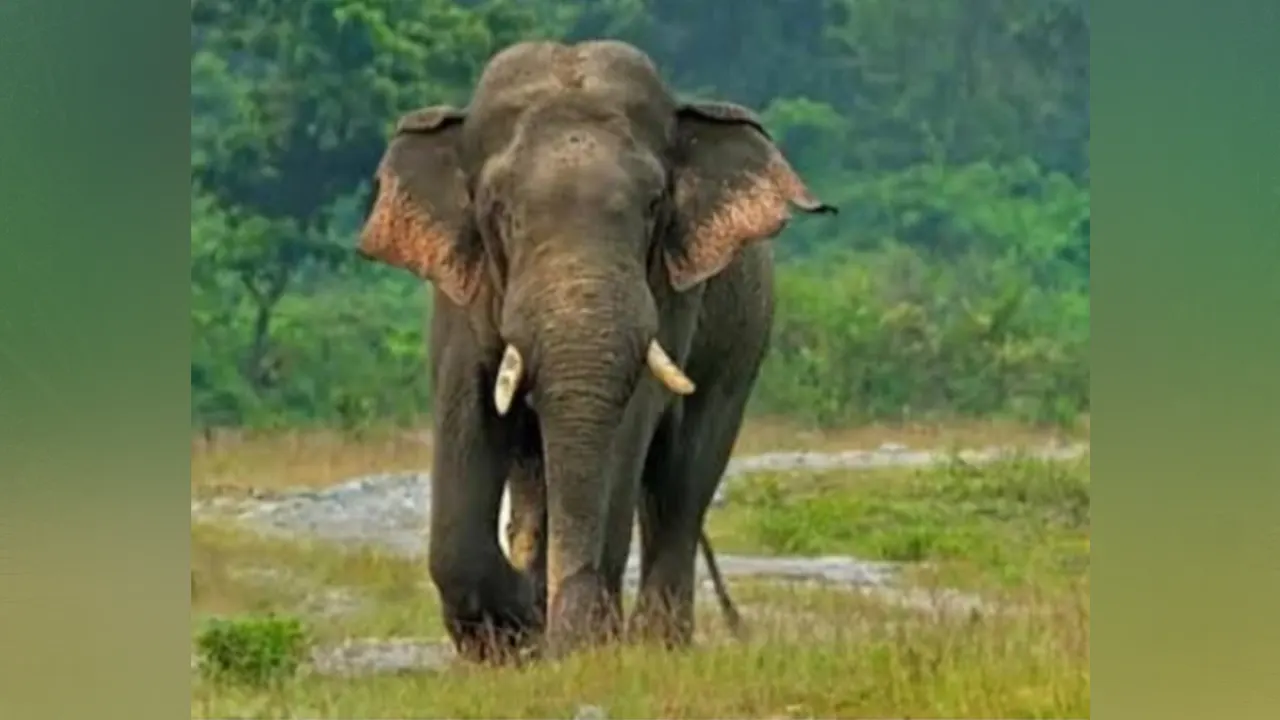 পুরোনো ছবি
