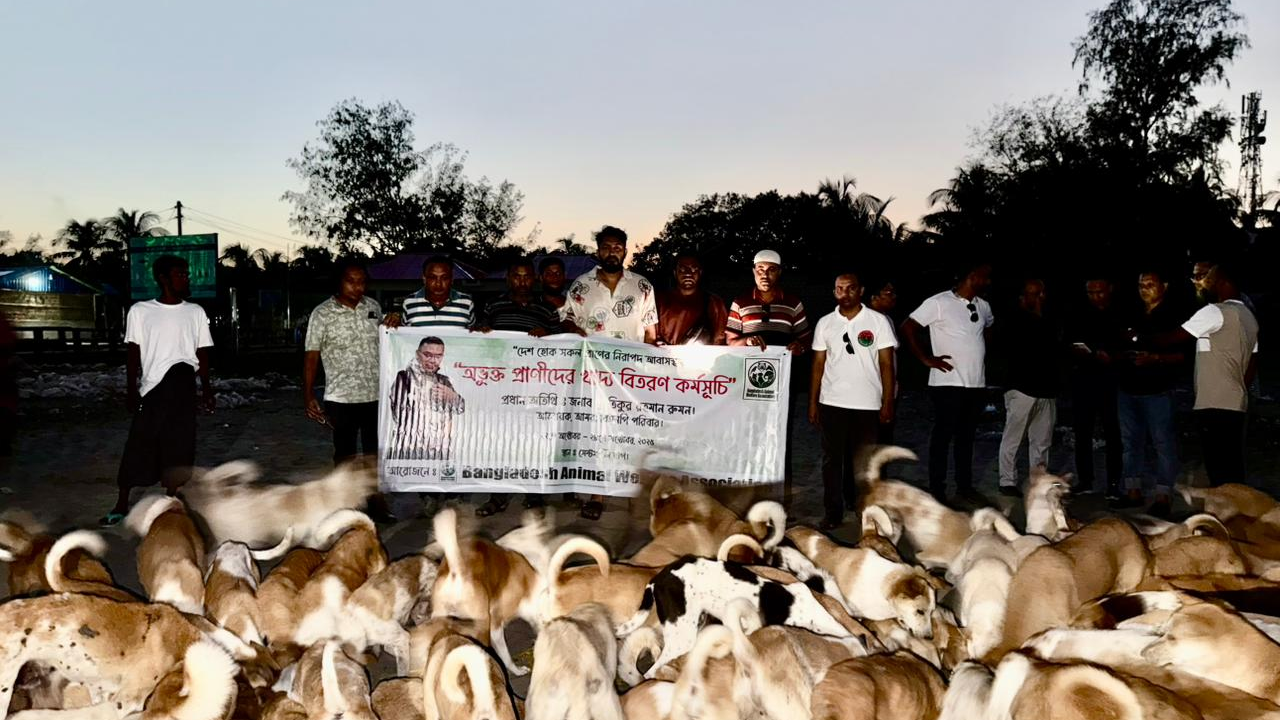 সেন্টমার্টিনে অভুক্ত প্রাণীর পাশে অ্যানিমেল ওয়েলফেয়ার অ্যাসোসিয়েশন। ছবি : কালবেলা