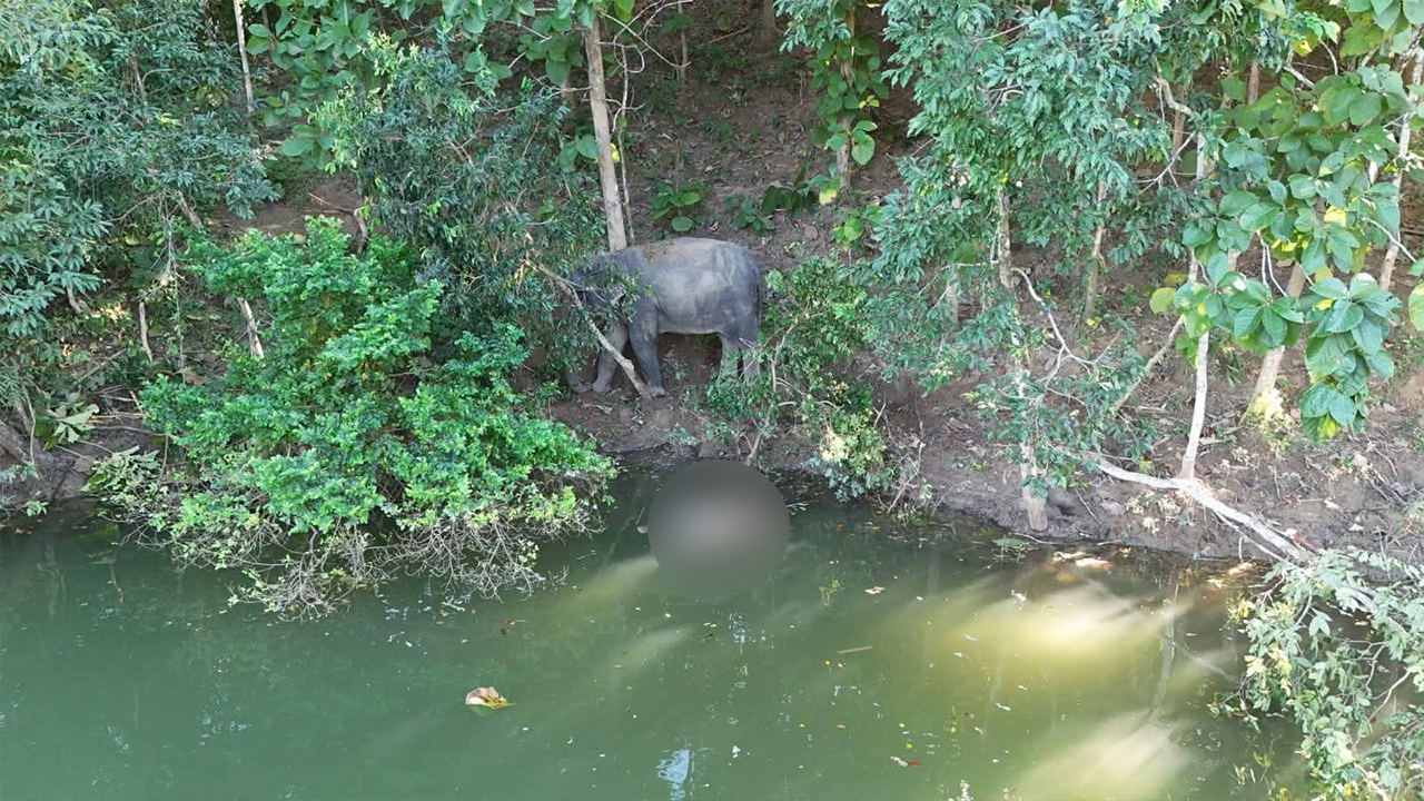 মৃত শাবকের পাশে দাঁড়িয়ে মা হাতি। ছবি : কালবেলা