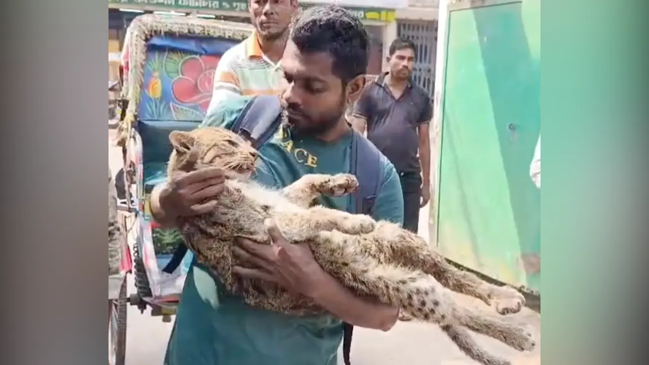 উদ্ধারের পর মেছো বাঘটি কোলে তুলে নেন রেসকিউ টিমের এক সদস্য। ছবি : কালবেলা