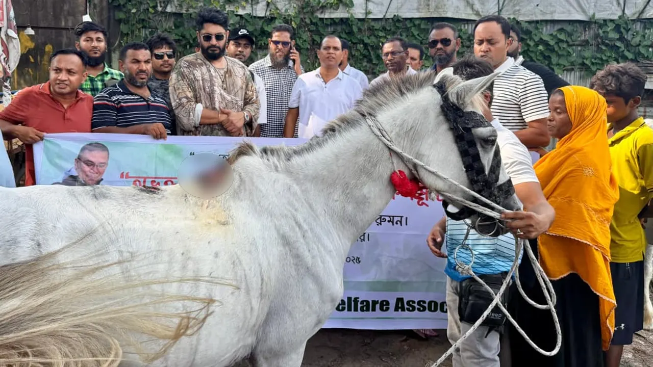 অসুস্থ ঘোড়াদের চিকিৎসা প্রদান। ছবি : কালবেলা