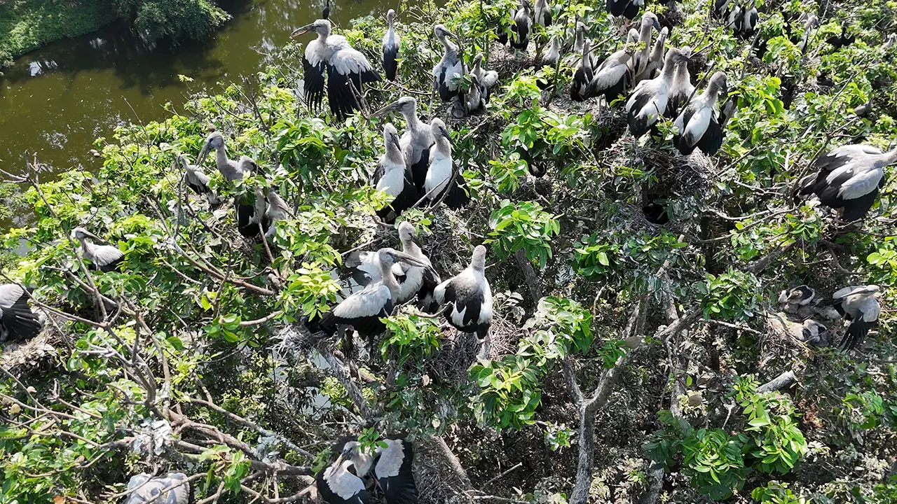 রাজবাড়ীর শিবরামপুর গ্রামের করবাড়ির পুকুরপাড় এখন পাখিদের রাজ্য। ছবি : কালবেলা