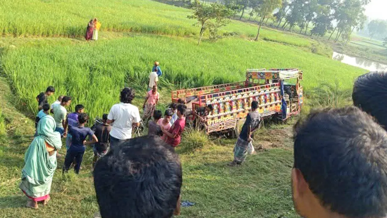 নিয়ন্ত্রণ হারিয়ে উল্টে ধানক্ষেতে গিয়ে পড়ে গরুবোঝাই ভটভটি। ছবি : কালবেলা