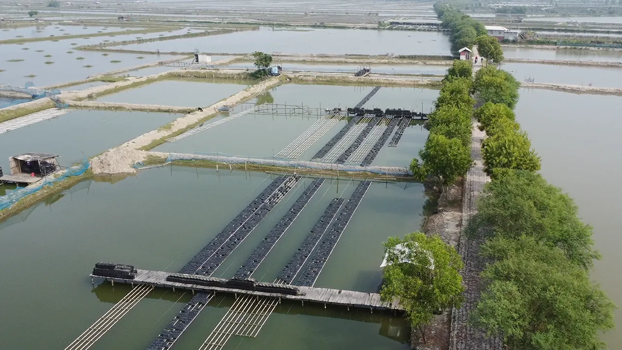 উপকূলের সফটশেল কাঁকড়ায় বিশ্ববাজারে সাড়া, রপ্তানিতে নতুন দিগন্ত