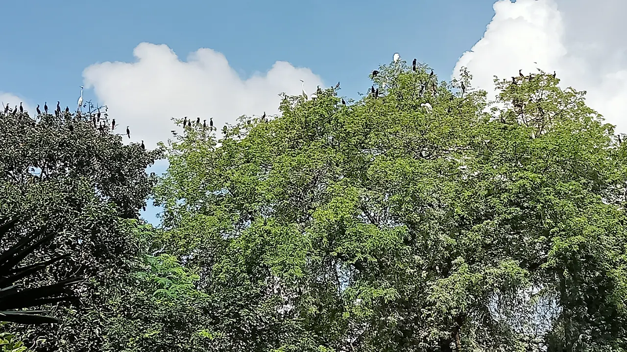 ভুটান সরকারের ‘পাখিবাড়ি’