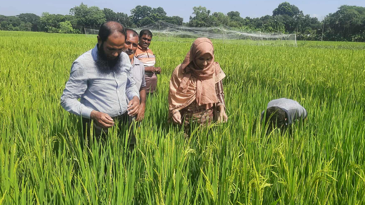 মাঠ পরিদর্শন করেন কৃষিবিদ শারমিন শাহানাজ ও তবিবুর রহমান। ছবি : কালবেলা