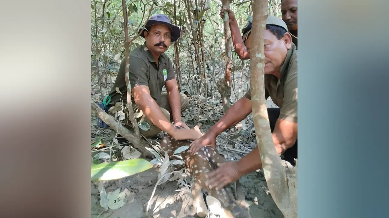 শিকারির ফাঁদে আটকা চিত্রা হরিণ, পরে যা ঘটল