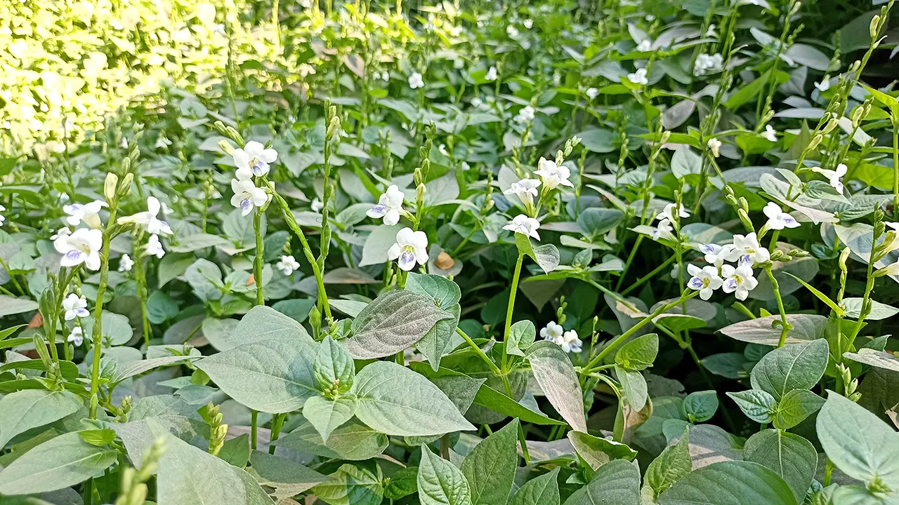 অনিন্দ্যসুন্দর গঙ্গাতারা (অ্যাসিস্টাসিয়া গ্যাঙ্গেটিকা) ফুল। ছবি : কালবেলা