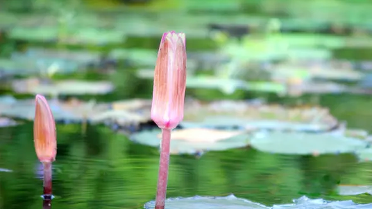 নতুন প্রতীক ‘শাপলা কলি’ নিয়ে এনসিপি নেতার তাৎক্ষণিক প্রতিক্রিয়া