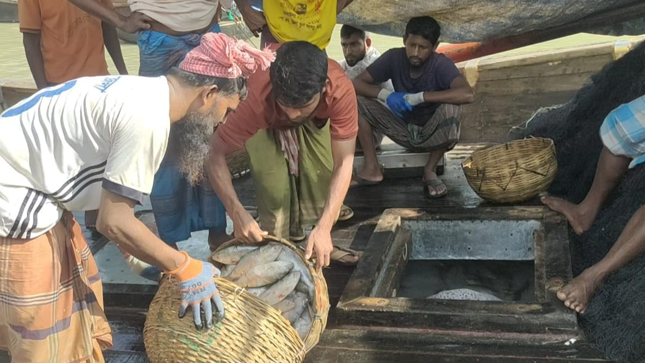 এক টানে ১৫০ মণ ইলিশ, বিক্রি হলো কত