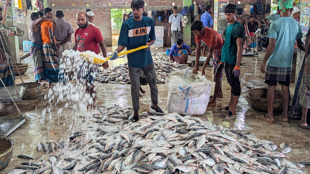 মধ্যরাত থেকে শুরু হচ্ছে জাটকা শিকারে নিষেধাজ্ঞা