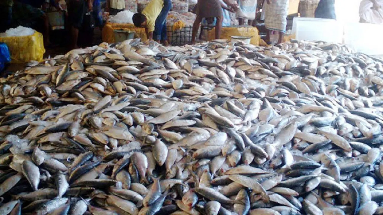 জাটকা শিকারে আজ থেকে নিষেধাজ্ঞা শুরু