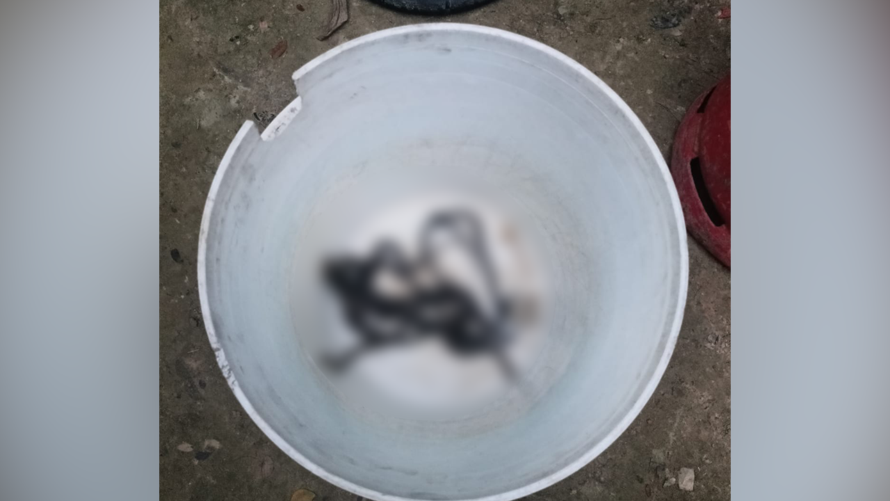 বসতঘর থেকে গোখরা সাপের বাচ্চা উদ্ধার