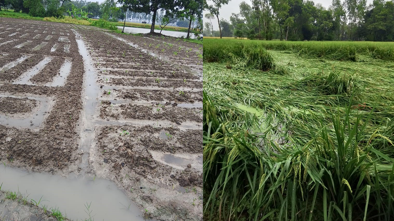 অসময়ের বর্ষায় ব্যাপক ক্ষতির আশঙ্কা কৃষকদের