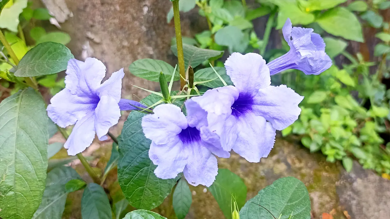 প্রকৃতি রাঙিয়ে ফোটা চোখজুড়ানো ফুল পটপটি