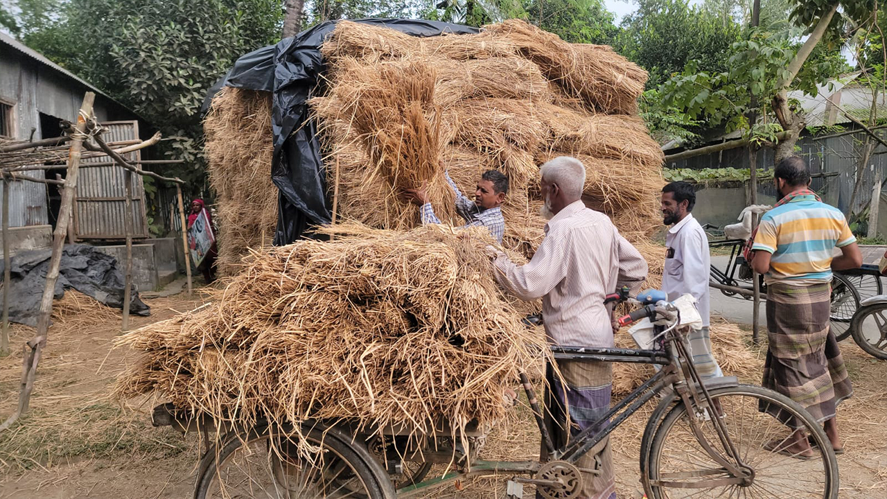 ধানের চেয়ে খড়ের ‘দাম বেশি’