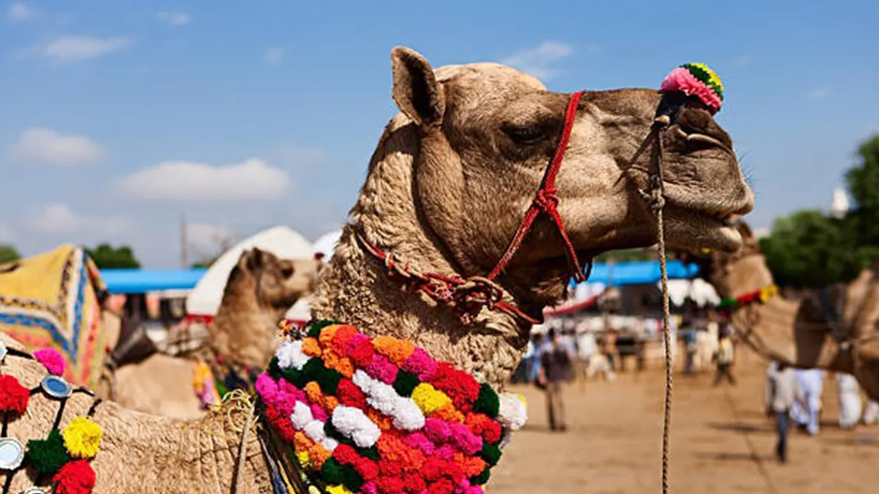 মরুভূমিতে ঐতিহ্যবাহী উটের মেলা, আয়োজনে মুগ্ধ দর্শনার্থীরা