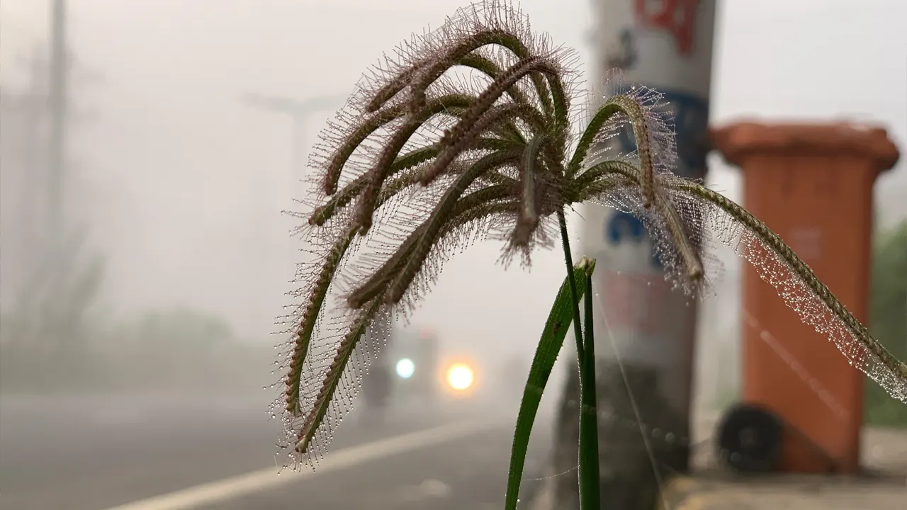 রাজশাহীতে ভোরের কুয়াশায় শীতের আগমনি বার্তা