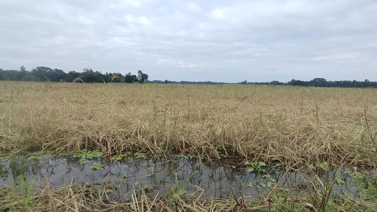 নিম্নচাপের প্রভাবে আমনের ক্ষতি 