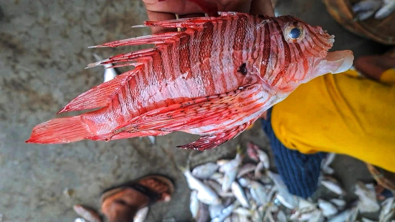 কুয়াকাটায় ধরা পড়ল বিষাক্ত ‘লায়নফিশ’
