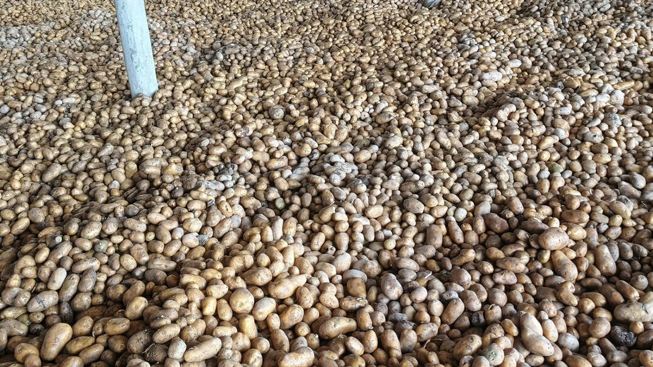 আলু নিয়ে বিপাকে কৃষক