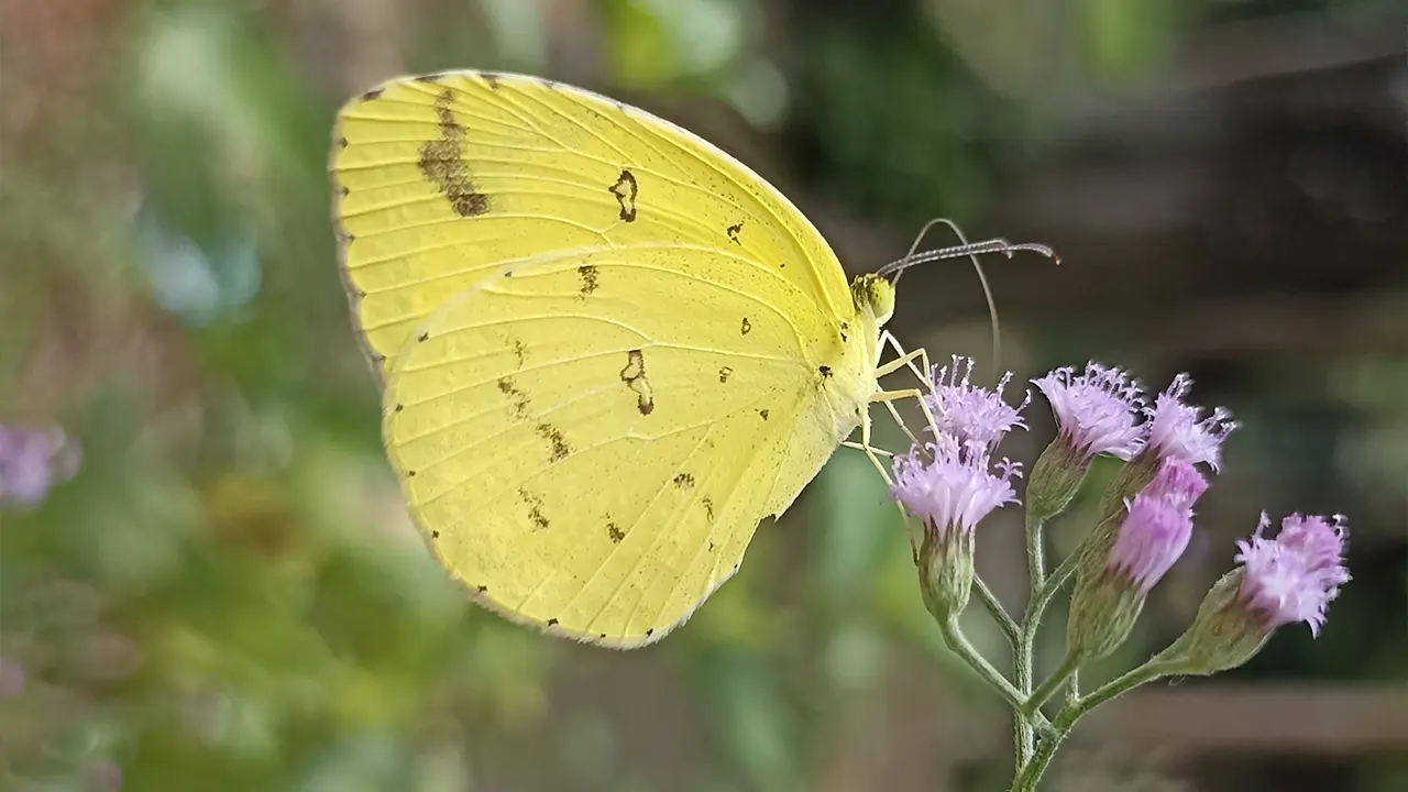 অনিন্দ্যসুন্দর হলুদ প্রজাপতি কমন গ্রাস ইয়েলো