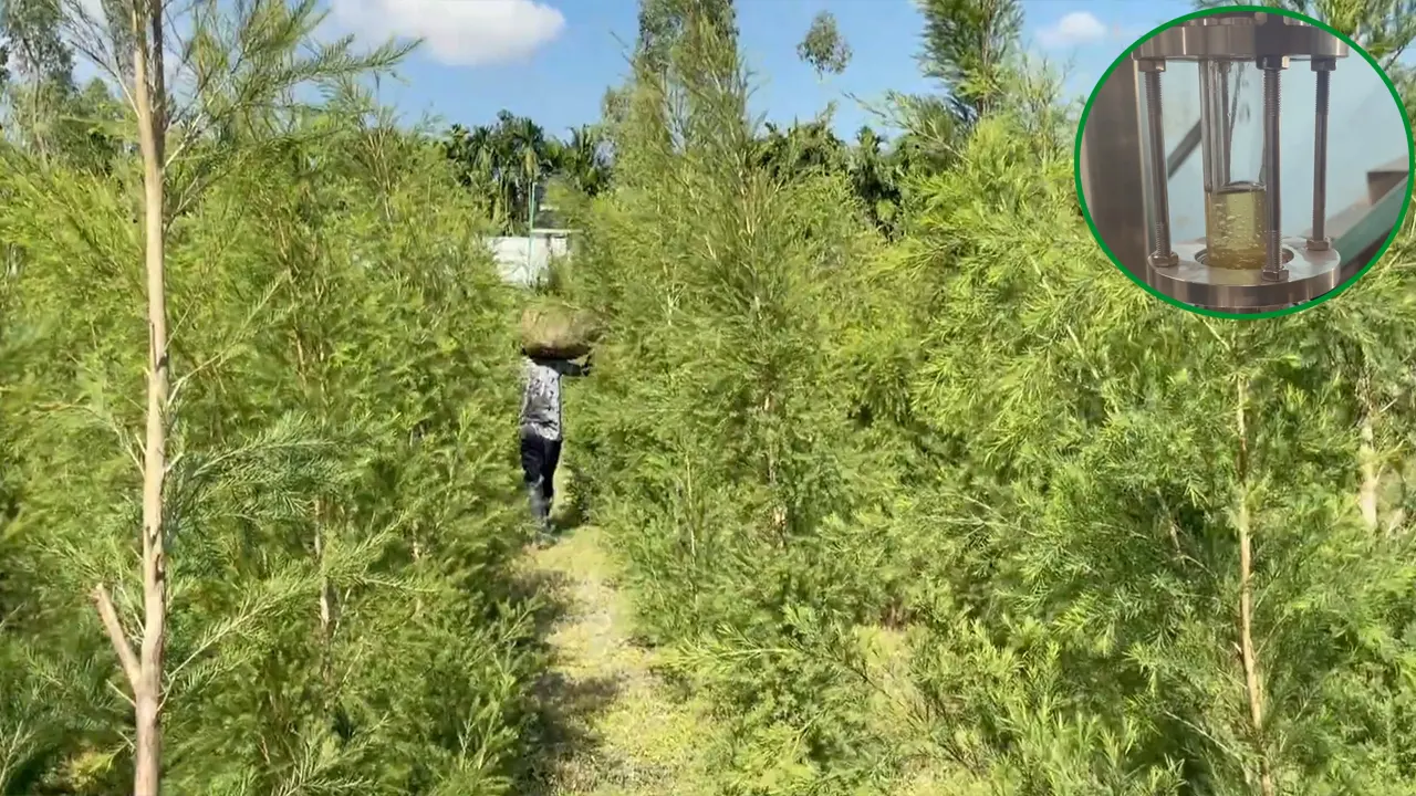 গাছের পাতা থেকে তৈরি হচ্ছে তেল