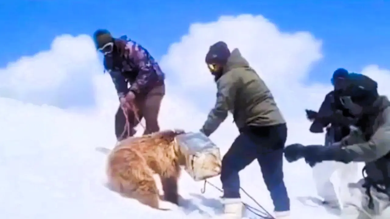 হিমালয়ে ধাতব পাত্রে আটকে গেল ভালুক শাবকের মাথা, অতপর...