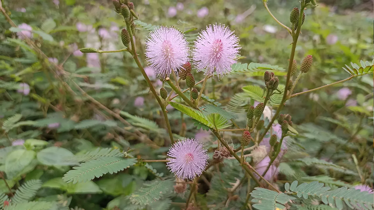 নয়নাভিরাম সৌন্দর্যের ফুল লজ্জাবতী