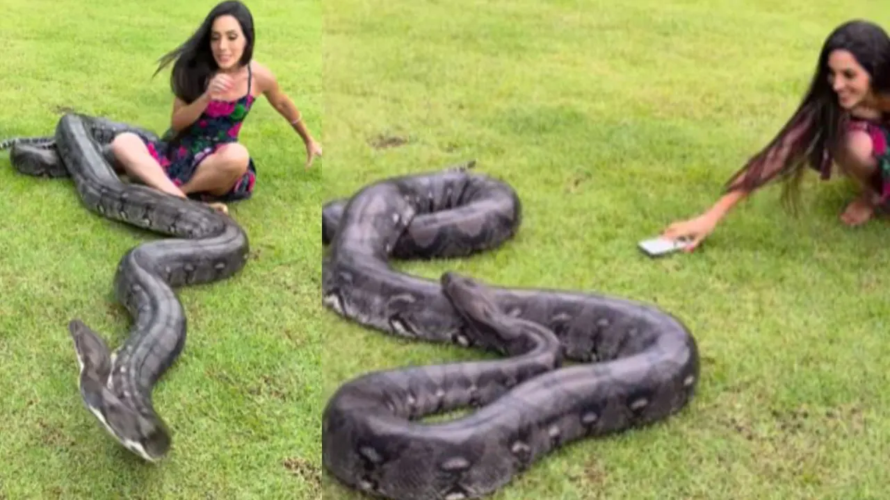 তরুণীর দিকে তেড়ে গেল বিশাল সাপ, ভিডিও ভাইরাল