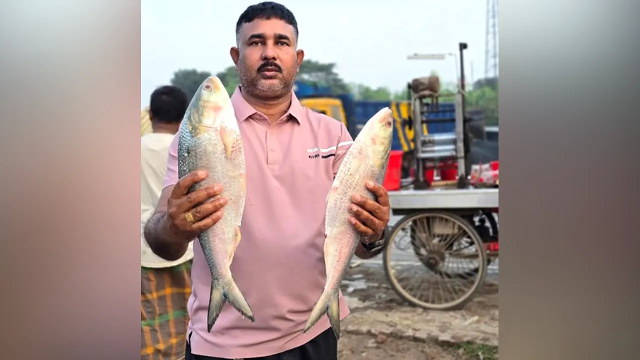 পদ্মার দুই ইলিশ বিক্রি ২০ হাজারে
