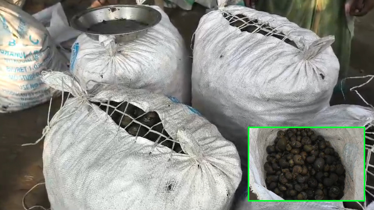 অবাধে শামুক নিধন, হুমকিতে জীববৈচিত্র্য