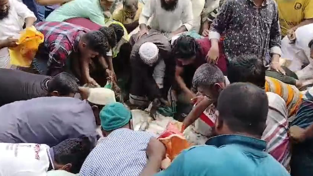 জব্দকৃত জাটকা বিতরণের সময় লুট, অতঃপর...