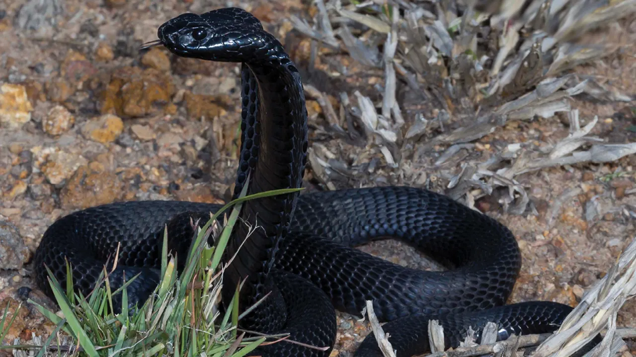 কৃষকের কামড়ে প্রাণ গেল সাপের