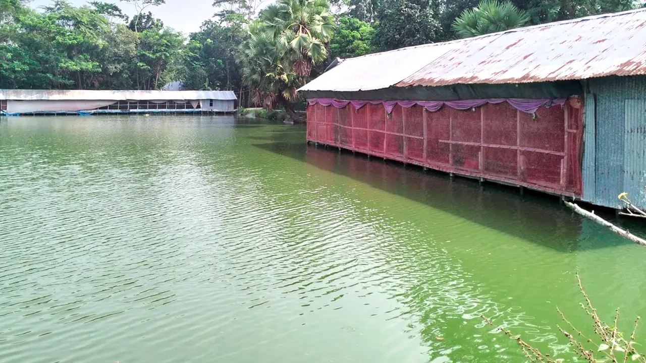 মাছ চাষে মুরগির বিষ্ঠার ব্যবহার, হুমকিতে জনস্বাস্থ্য