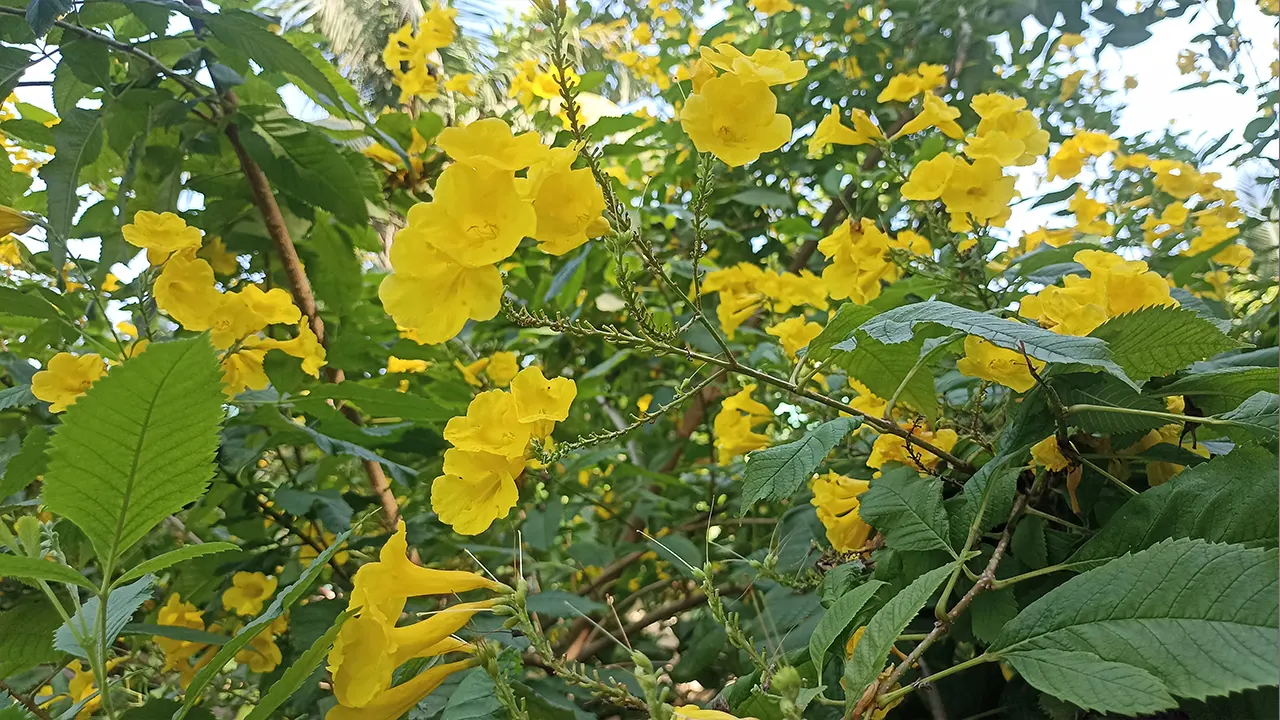 সোনারঙে চন্দ্রপ্রভা বিলাচ্ছে মুগ্ধতা