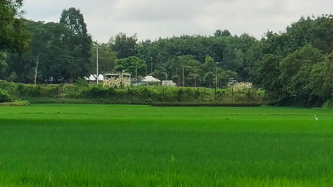 সীমান্তে বাংলাদেশি কৃষকের ৫ গরু নিয়ে গেল বিএসএফ