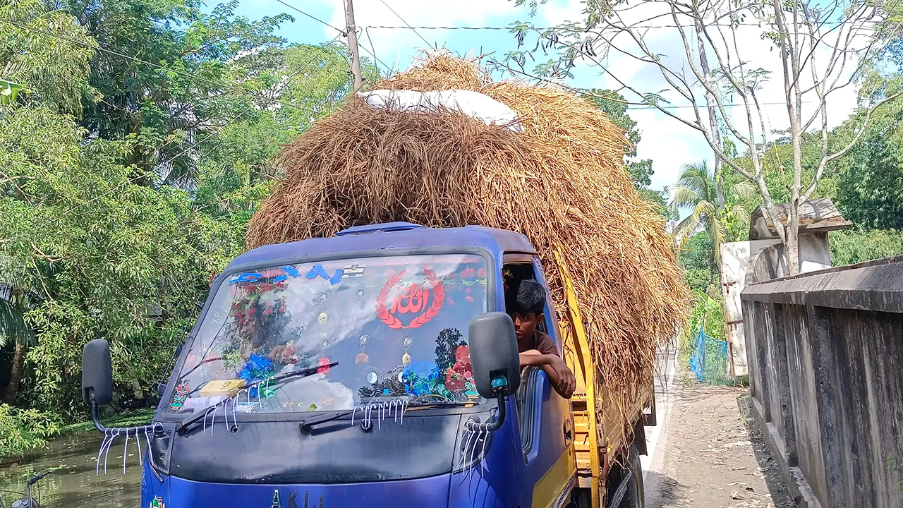 গবাদি পশুর খাদ্য সংকট, বিপাকে খামারিরা