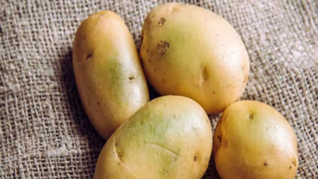 আপনিও কি সবুজ আলু খান? জেনে নিন কী ক্ষতি হতে পারে