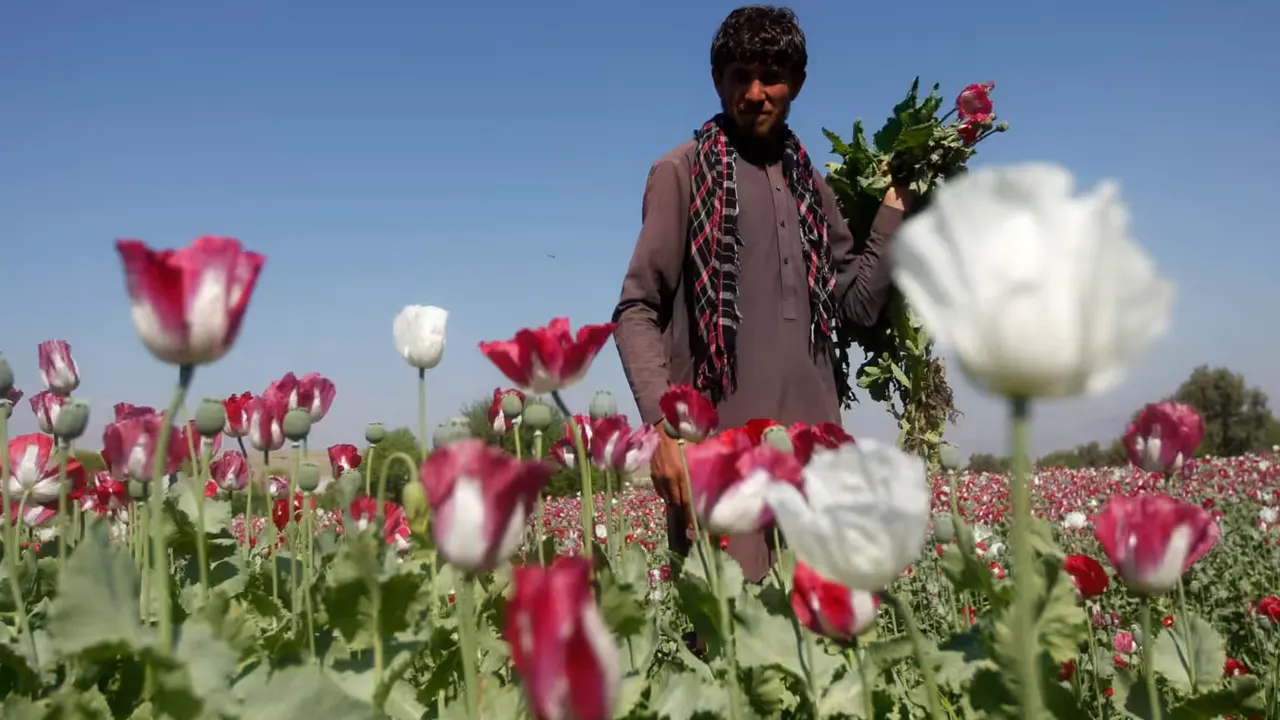 আফগানিস্তানের মাটিতে আফিম চাষ ব্যাপকভাবে কমেছে : জাতিসংঘ